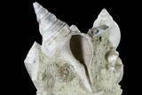 Tall, Miocene Fossil Gastropod Cluster - France #113658-1